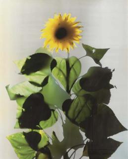 Adam Fuss - Untitled (Sunflower Series)