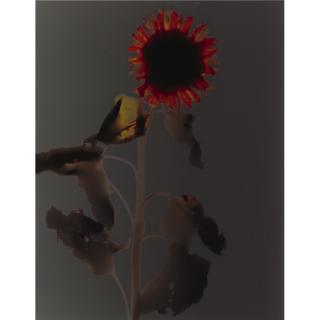 Adam Fuss - Untitled (Sunflower)