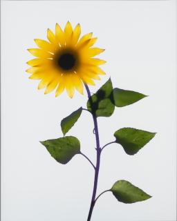Adam Fuss - Untitled (Sunflower)