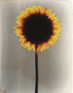 Adam Fuss - Untitled (Sunflower)