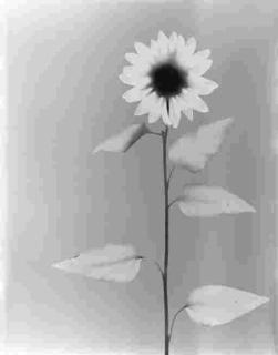 Adam Fuss - Untitled (Sunflower)