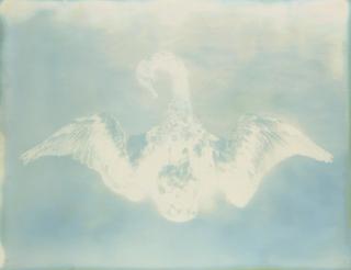 Adam Fuss - Untitled (Swan), from My Ghost, 2000
