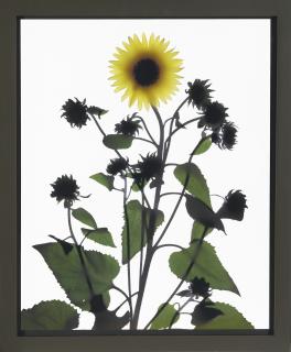 Adam Fuss - Untitled