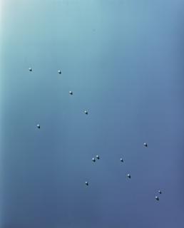 Adam Fuss - Untitled 