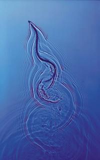 Adam Fuss - Untitled