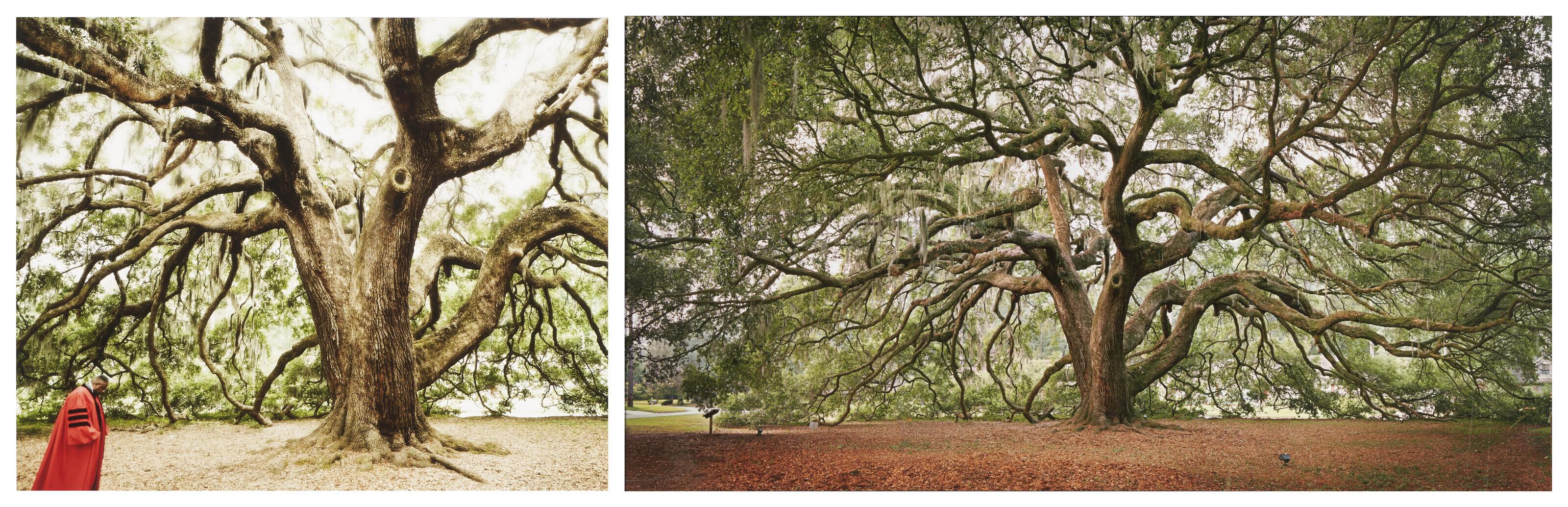 Adam Kuehl - Two views of the Majestic Oak Tree in Savannah, GA, one with André Leon Talley
