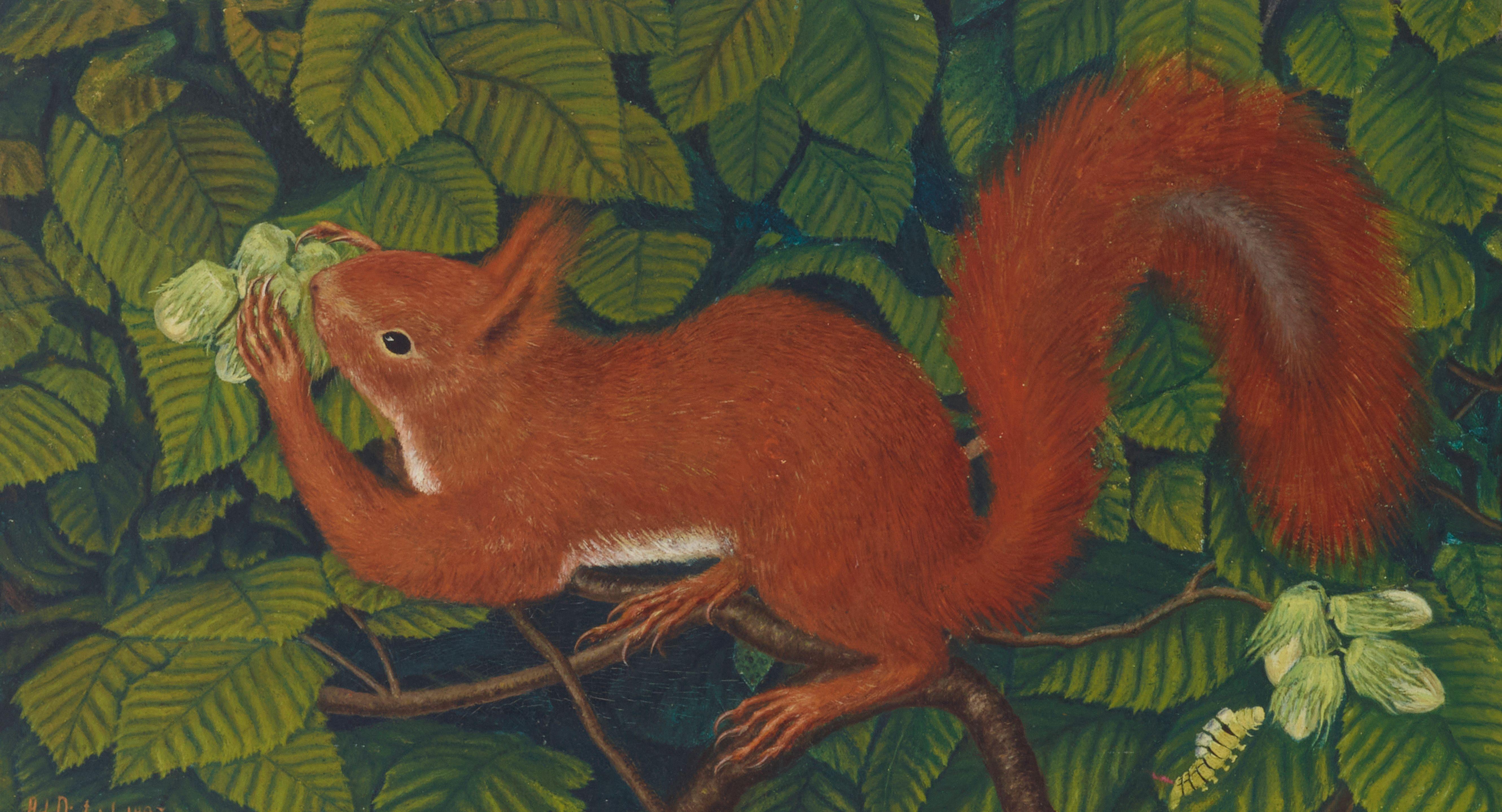 Adolf Dietrich - A squirrel and a caterpillar in a hazelnut tree