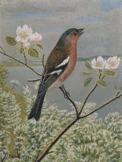 Adolf Dietrich - Buchfink Auf Blütenzweig, 1943