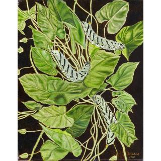 Adolf Dietrich - Raupen, 1938 Caterpillars, 1938