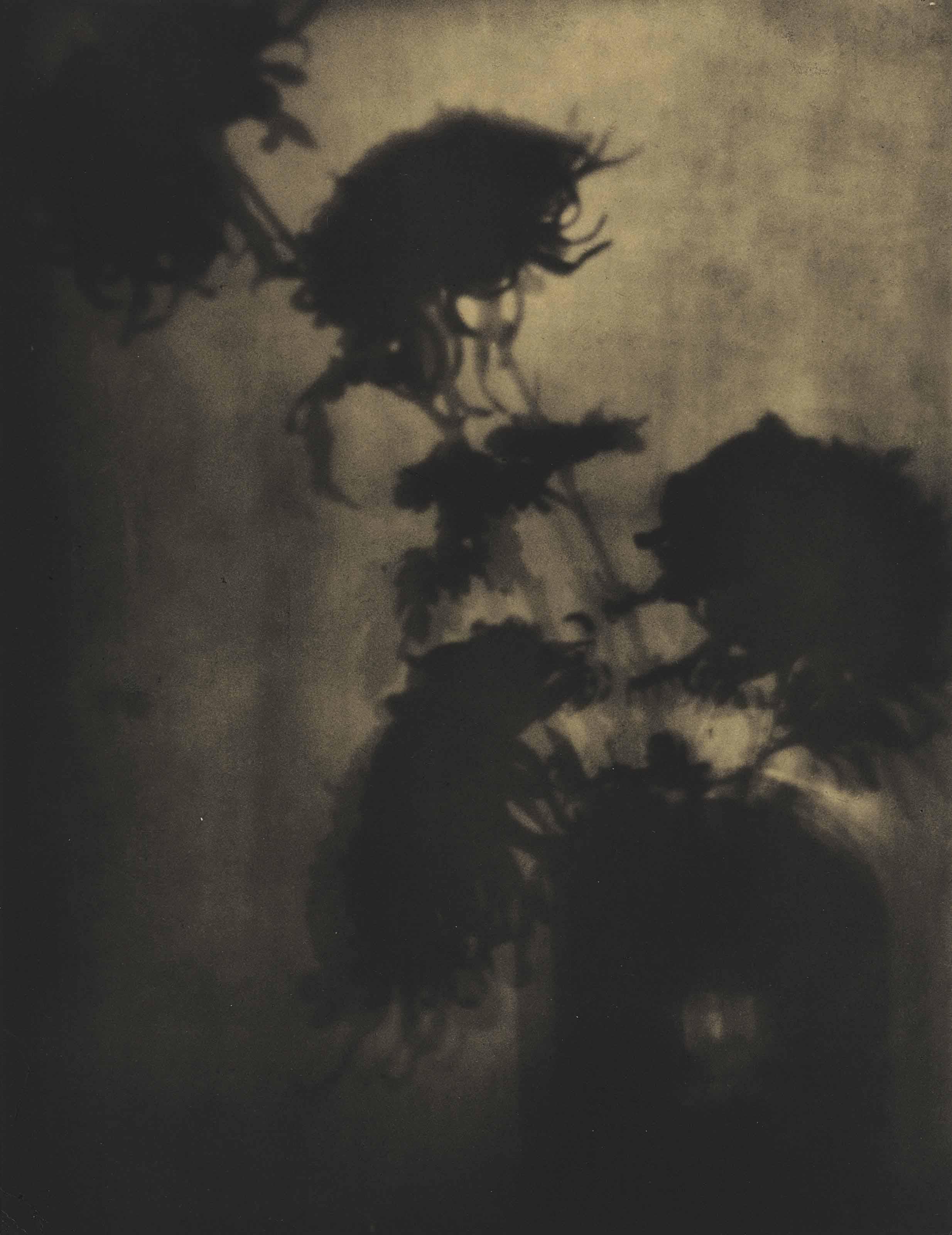 Adolph De Meyer - The Shadows On The Wall, Chrysanthemums, C. 1907