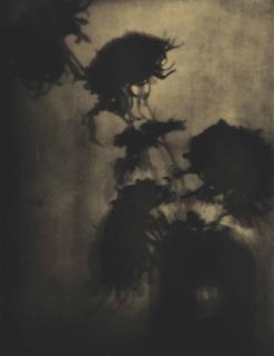 Adolph De Meyer - The Shadows On The Wall, Chrysanthemums, C. 1907