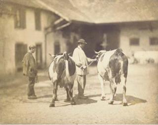 Adolphe Braun - Boeufs et vachers