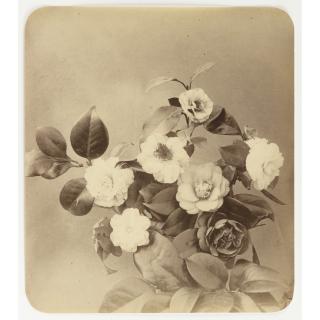 Adolphe Braun - Etudes De Fleurs, De La Serie \'Fleurs Photographiées\', 185418 Albumen Prints From The Fleurs Photographiées Series.