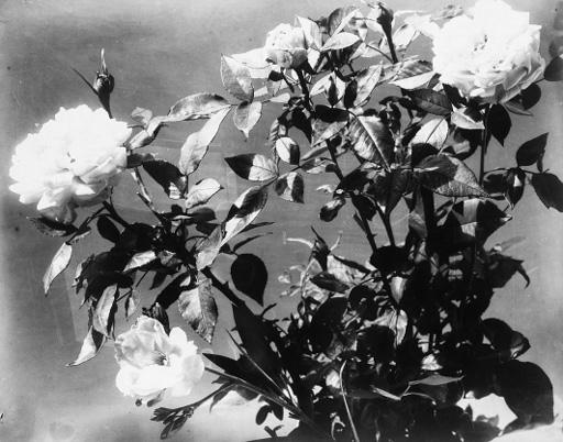 Adolphe Braun - Rose still lifes, circa 1853-55