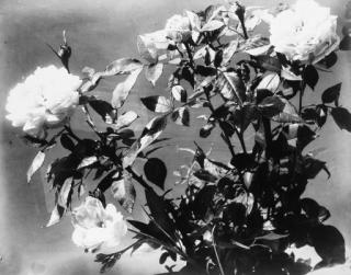 Adolphe Braun - Rose still lifes, circa 1853-55