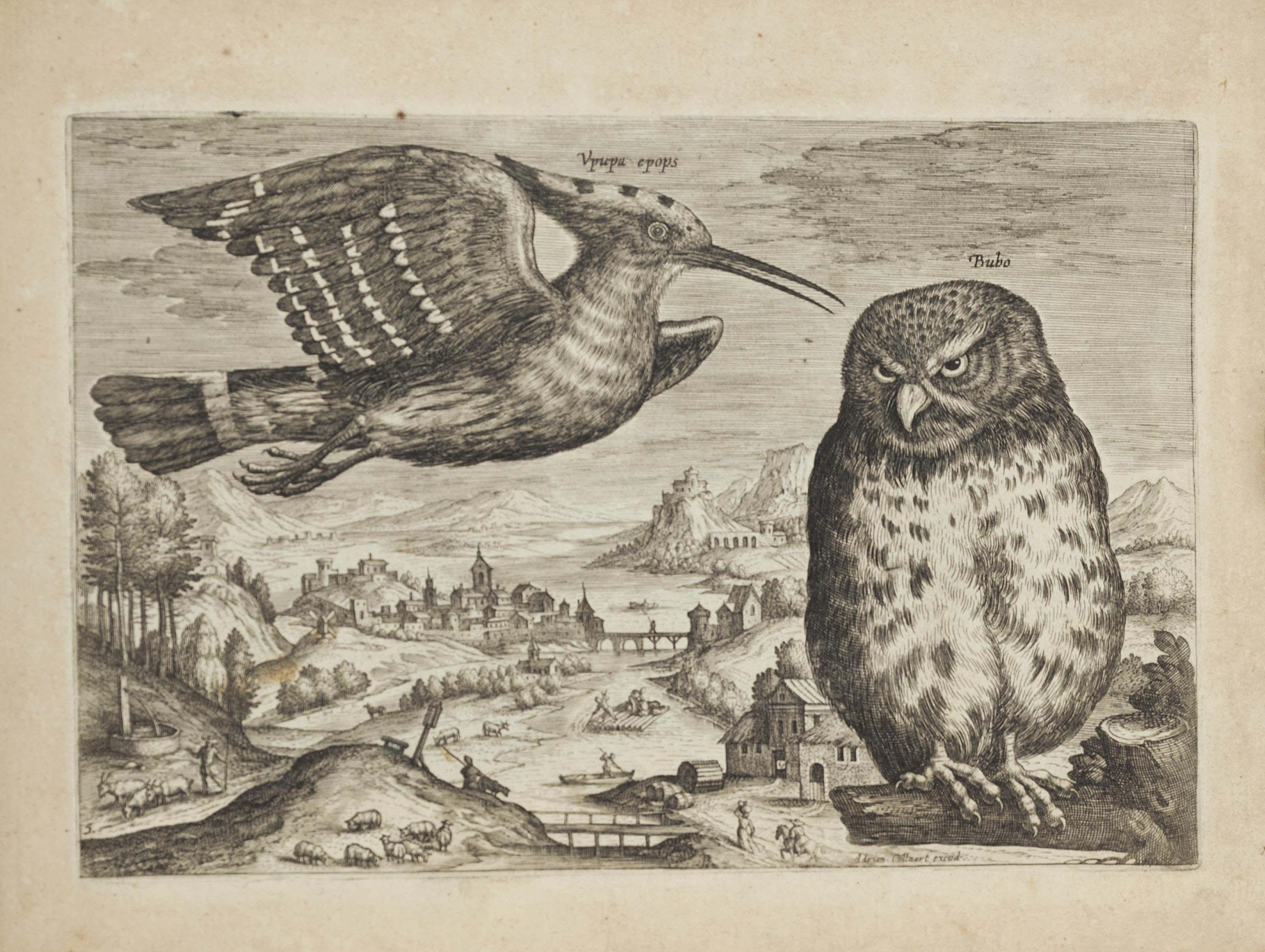 Adriaen Collaert - Avium Vivae Icones (Hollstein 1405-1420)