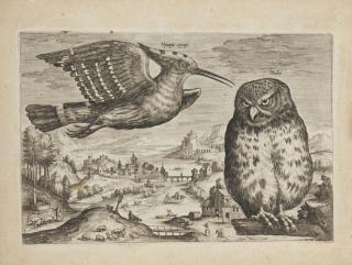 Adriaen Collaert - Avium Vivae Icones (Hollstein 1405-1420)