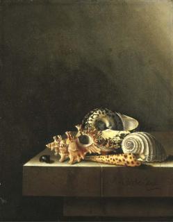 Adriaen Coorte - A still life of shells on a marble ledge