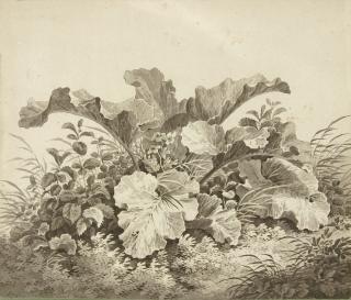 Adrian Zingg - Pflanzenstudie mit Rhabarber.