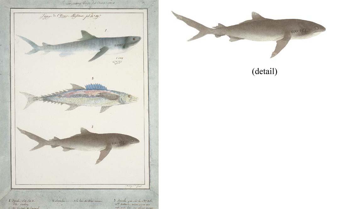 Adrien Aimé Taunay - Timor, Ombay, Baye des Chiens Marins 1. Squale pris pres de l\'île Ombay ... 2. Scombre ... de la baie des chiens-marins 3. Squale pris sur les côtes de la nlle hollande, même espece que celle de la baie des chiens-marins