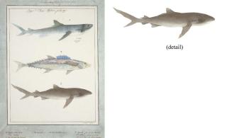 Adrien Aimé Taunay - Timor, Ombay, Baye des Chiens Marins 1. Squale pris pres de l\'île Ombay ... 2. Scombre ... de la baie des chiens-marins 3. Squale pris sur les côtes de la nlle hollande, même espece que celle de la baie des chiens-marins