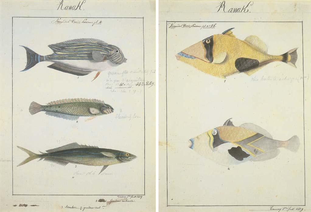 Adrien Aimé Taunay - Voyage de l\'Uranie. Poissons: (Serran Bourignon) Bodian - Poisson pris a l\'île Bourbon; Rawak. Fleuronicte (turbot à long filets); Rawak. 3 Scombres .. . ½ grandeur natelle; Rawak. (Baliste Praslin. Baliste Medinilla); Iles Carolines dessiné à b