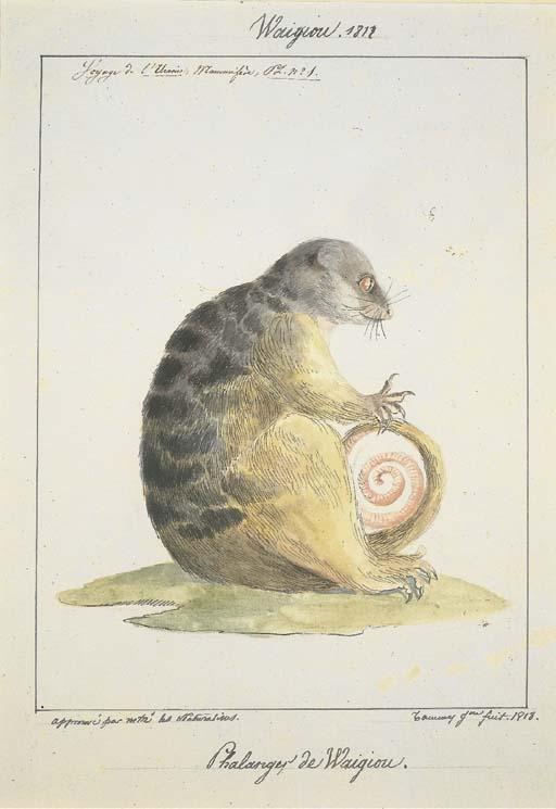 Adrien Aimé Taunay - Waigiou. 1818. Phalanger de Waigiou