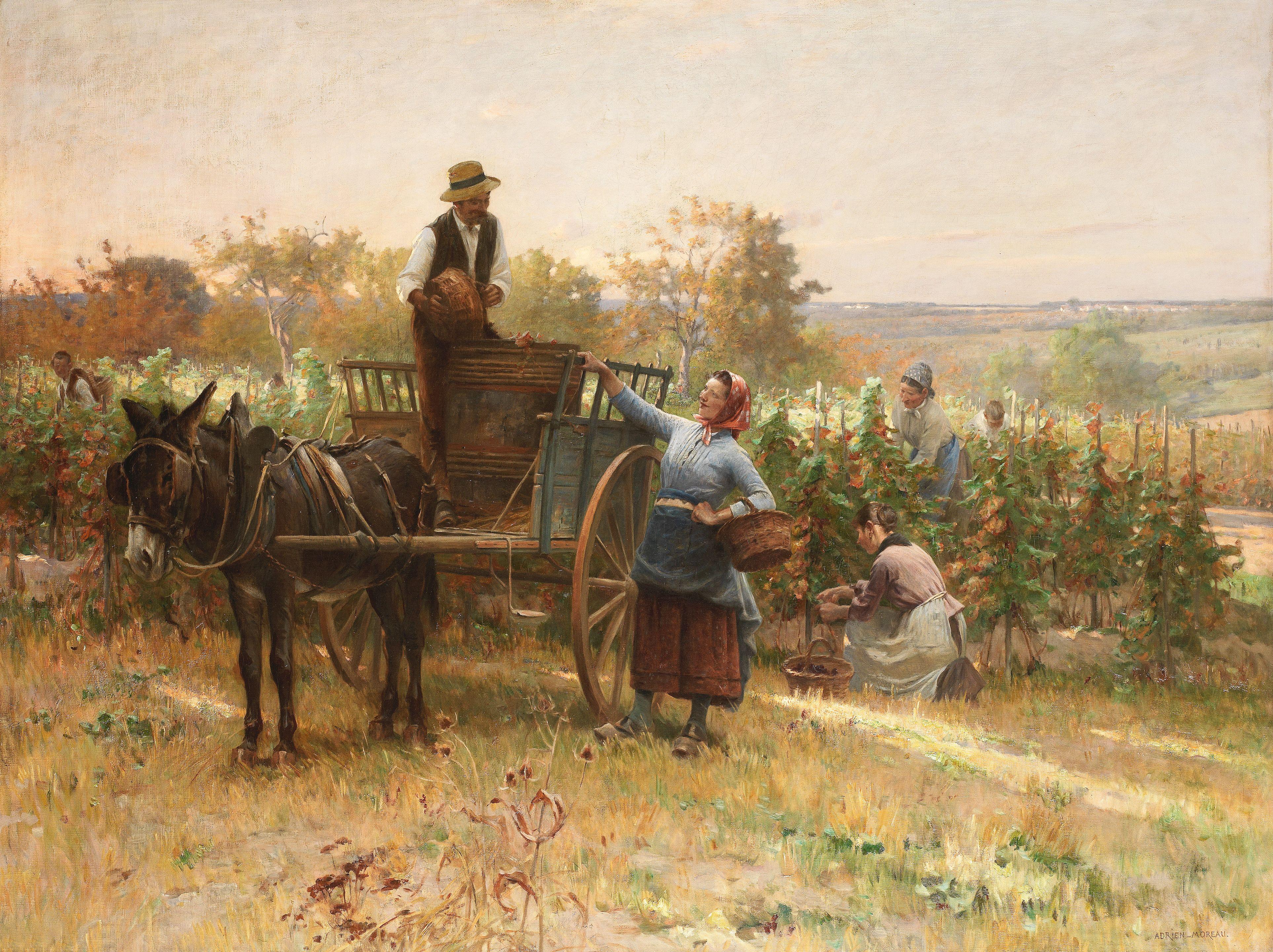 Adrien Moreau - The grape harvest