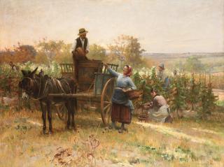 Adrien Moreau - The grape harvest