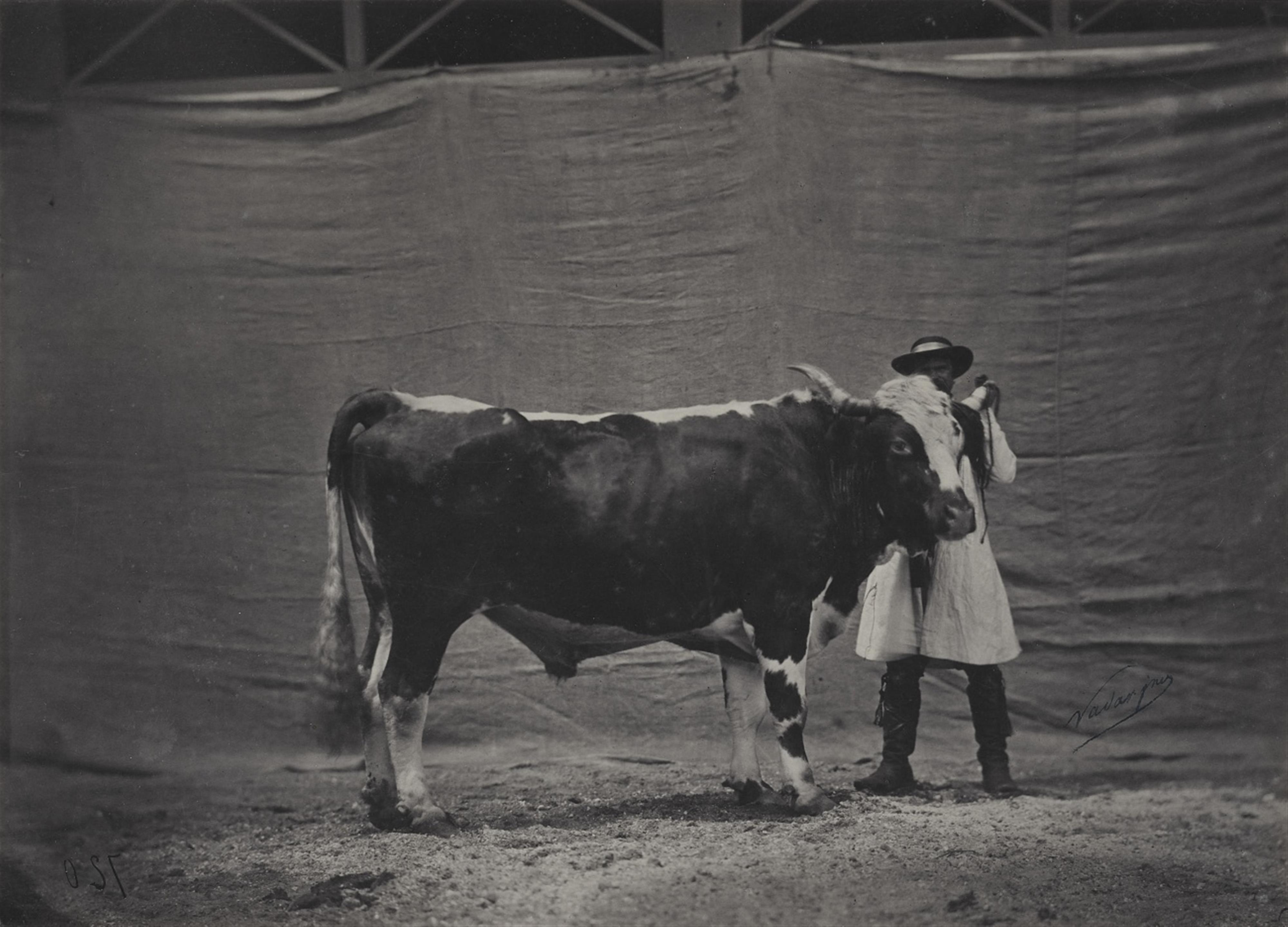 Adrien Tournachon - Ohne Titel (Concours agricole universel de Paris)