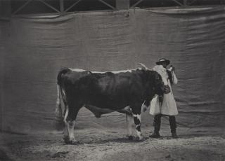 Adrien Tournachon - Ohne Titel (Concours agricole universel de Paris)
