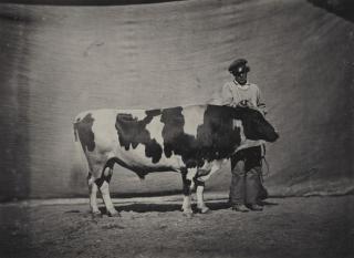 Adrien Tournachon - Ohne Titel (Concours agricole universel de Paris)