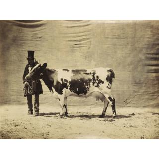 Adrien Tournachon - Vache Et Son Propriétaire, Vers 1854-1856