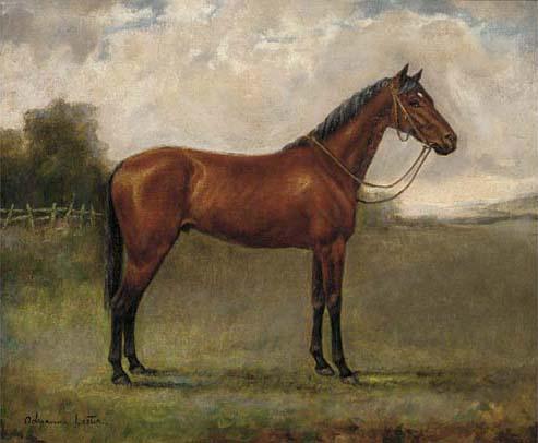 Adrienne Lester - A bay horse in a paddock