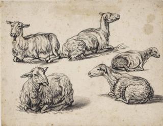 Aelbert Jacobsz. Cuyp - Five studies of recumbent sheep