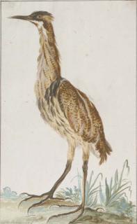 Aert Schouman - A Bittern (Botaurus Stellaris) In Profile To The Left