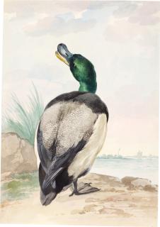 Aert Schouman - A Drake Mallard