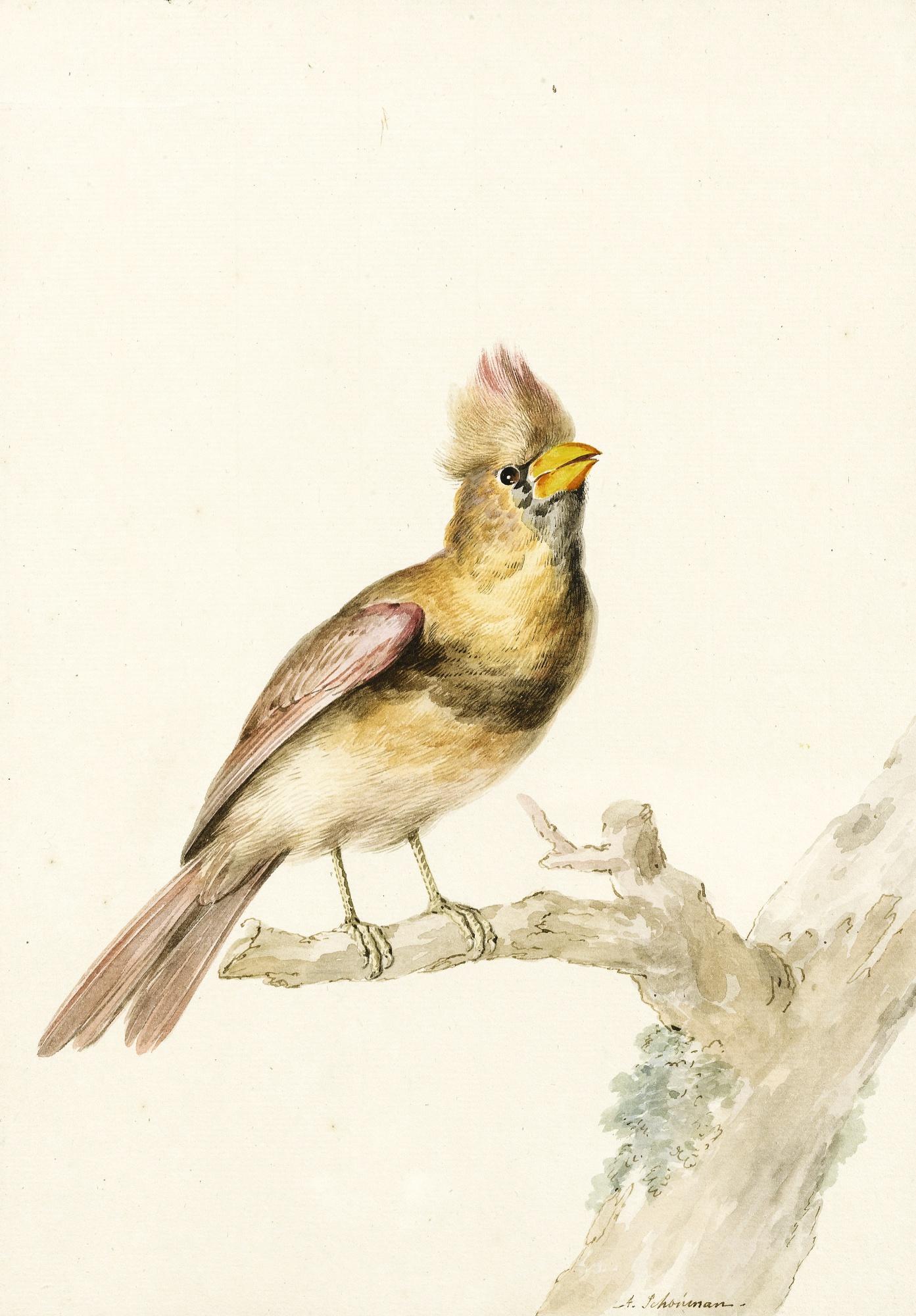 Aert Schouman - A Female Common Cardinal (Cardinalis Cardinalis)