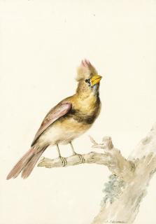 Aert Schouman - A Female Common Cardinal (Cardinalis Cardinalis)