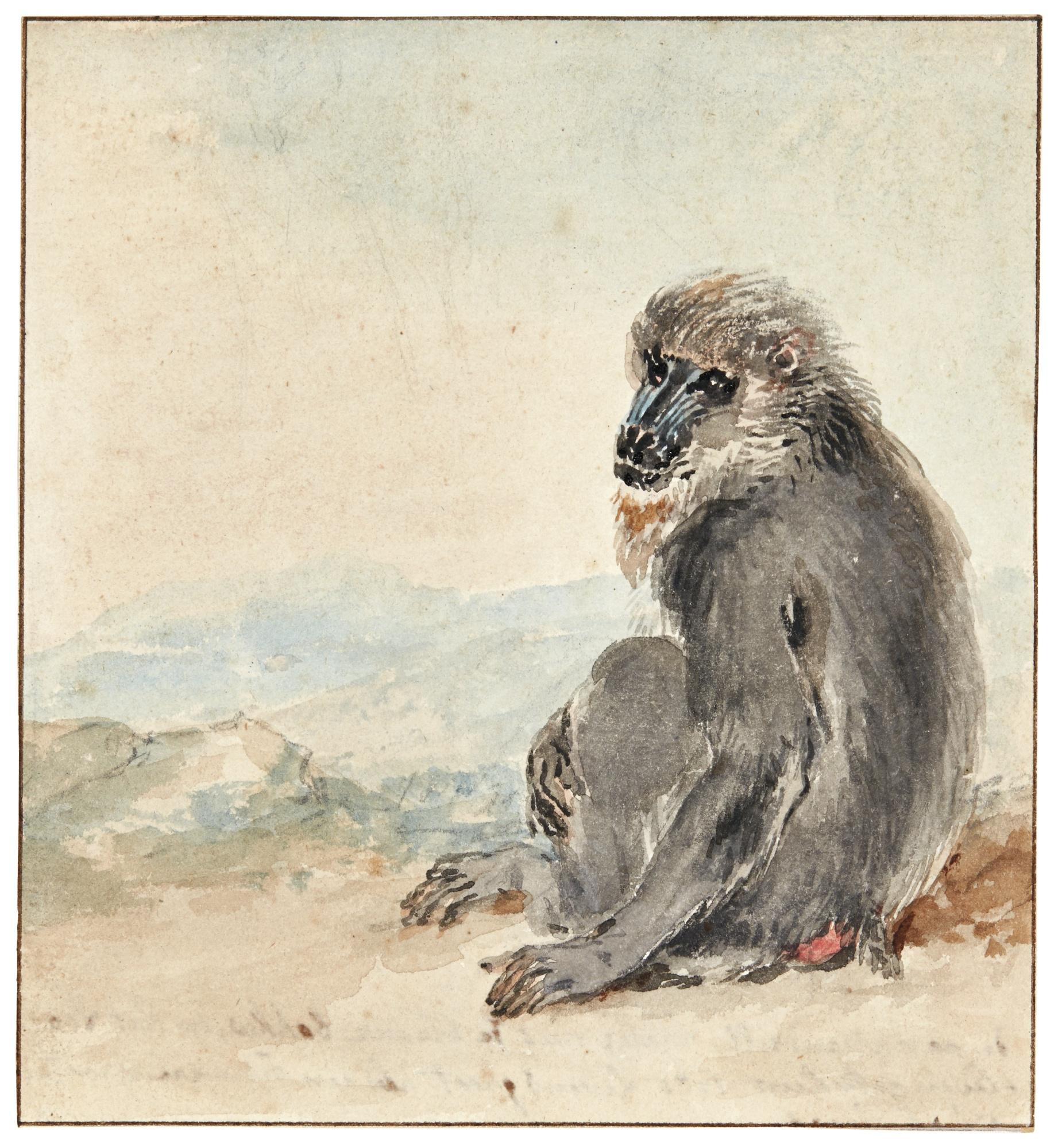Aert Schouman - A Female Mandrill (Mandrillus Sphinx)