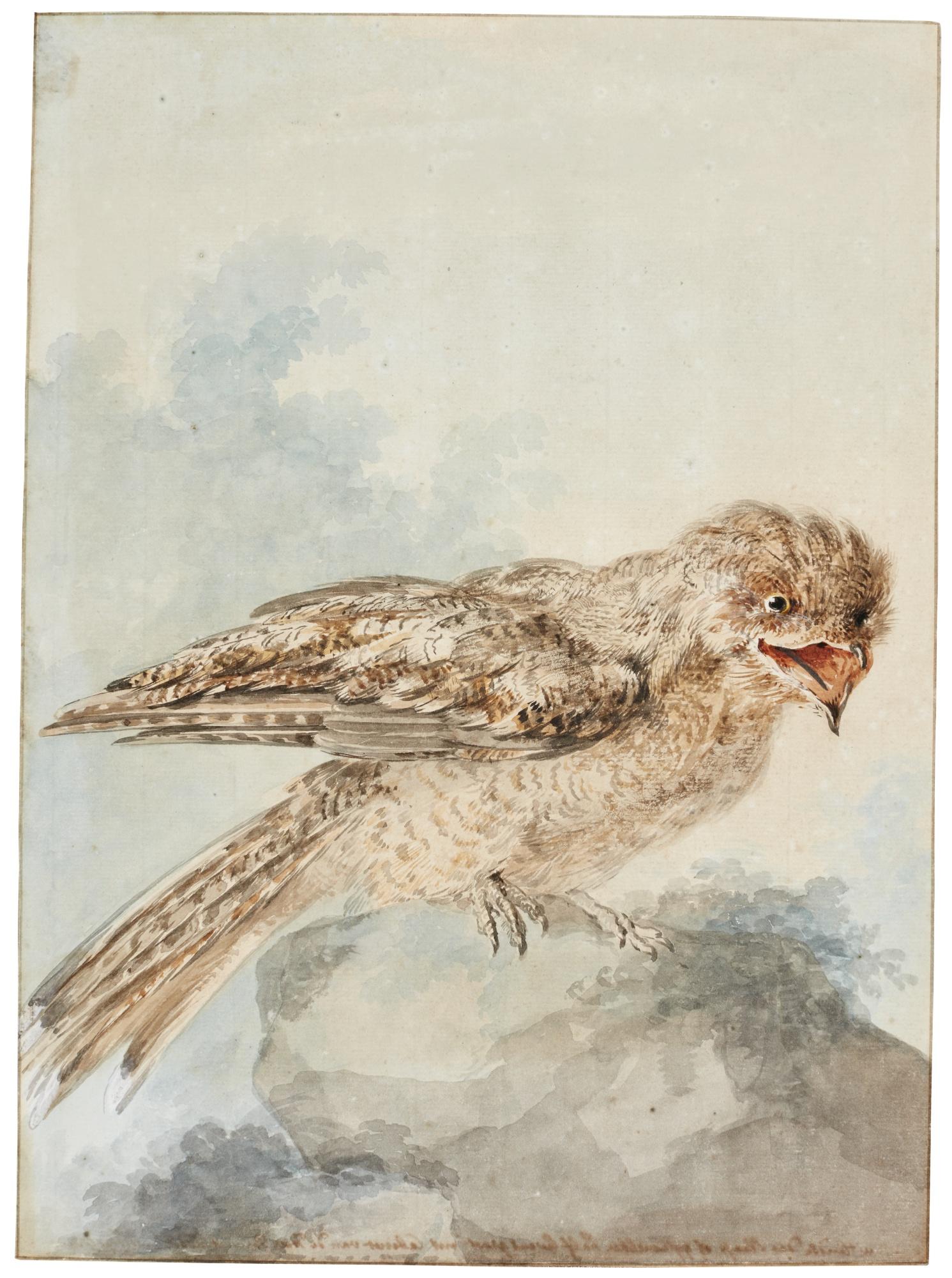 Aert Schouman - A Great Potoo, Or Frogmouth (Nyctibius Grandis)