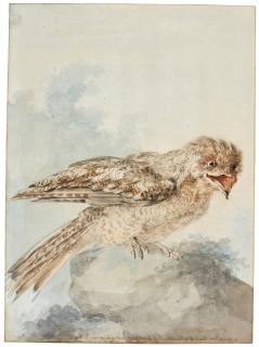 Aert Schouman - A Great Potoo, Or Frogmouth (Nyctibius Grandis)