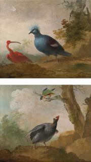 Aert Schouman - A Helmeted Guinea Fowl And A Black Headed Caïque On A Branch; And A Red Ibis And A Victoria Crowned Pigeon