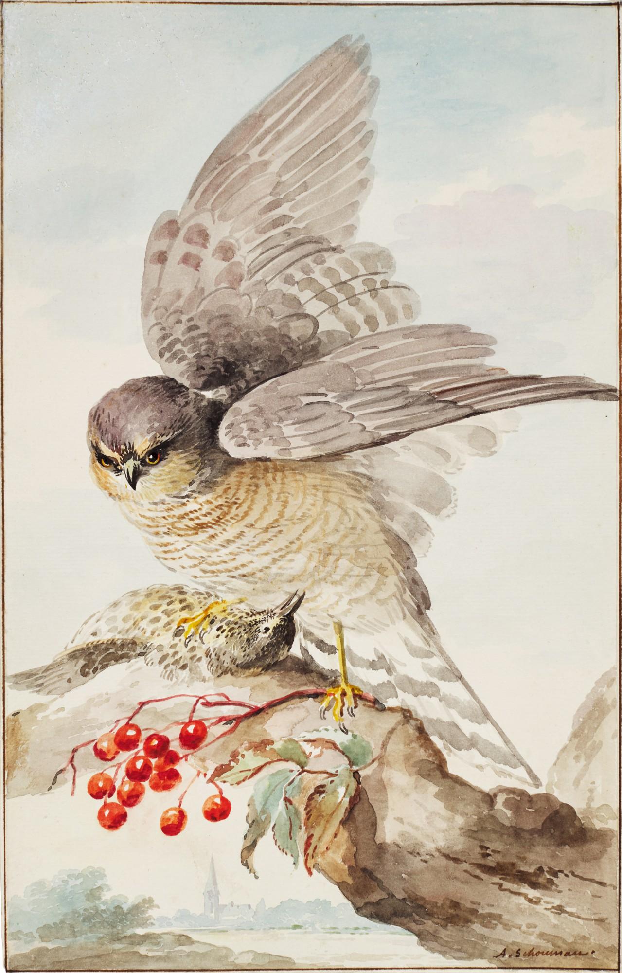Aert Schouman - A Japanese Sparrowhawk with its prey, on a branch