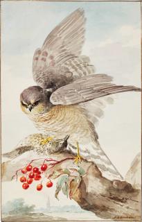 Aert Schouman - A Japanese Sparrowhawk with its prey, on a branch