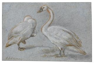 Aert Schouman - A Pair Of Standing Swans, One Preening