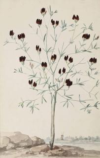 Aert Schouman - A purple gemista (?), with a castle and windmill seen from across a river