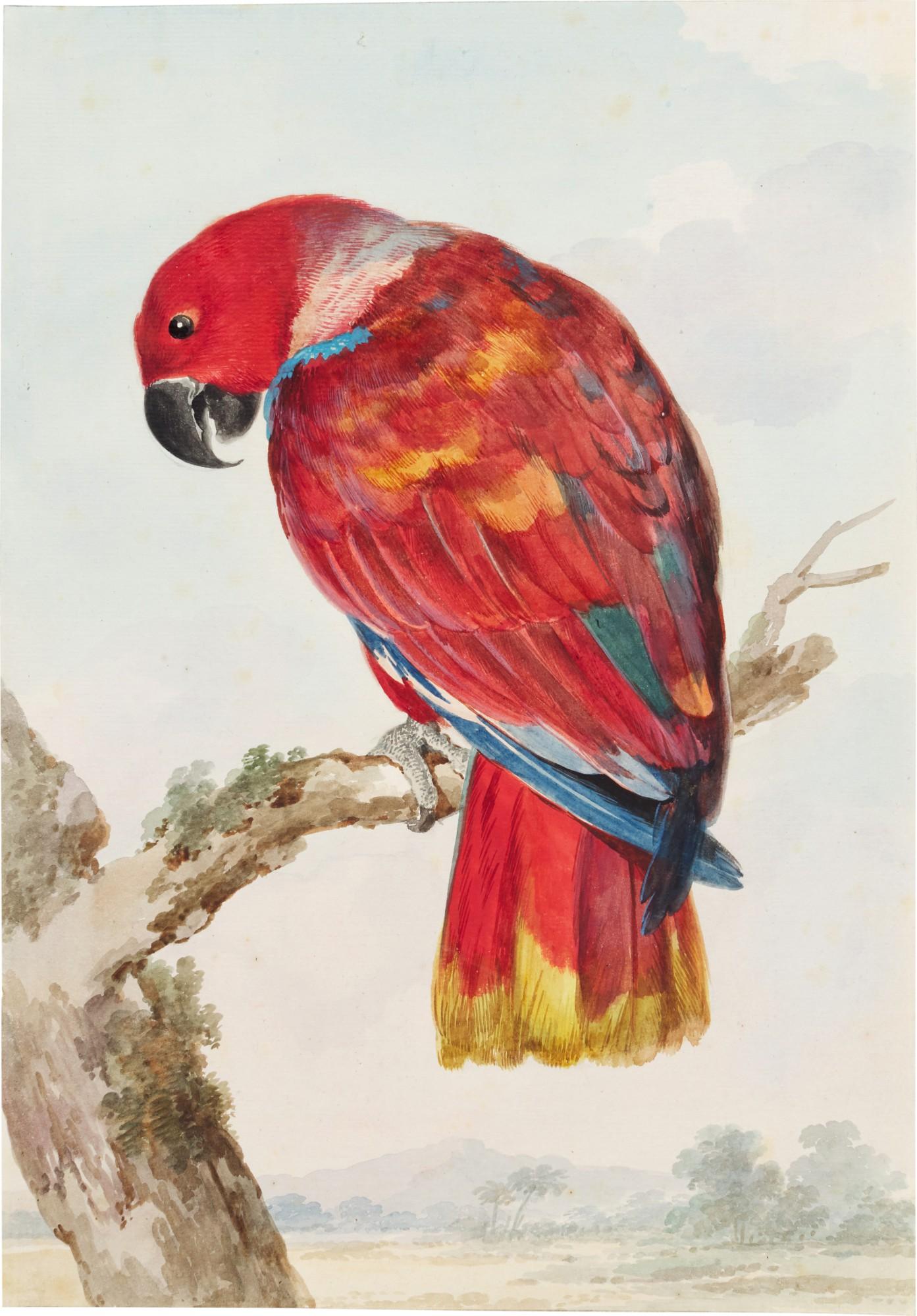 Aert Schouman - A Red Parrot (Scarlet Macaw)