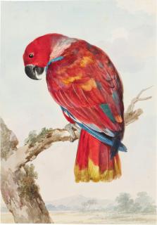 Aert Schouman - A Red Parrot (Scarlet Macaw)