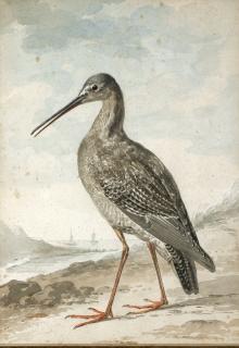Aert Schouman - A Redshank